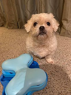 Shih Tzu Pipsqueak Toy