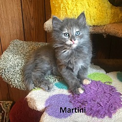 Thumbnail photo of Martinii #1