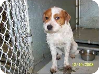 Brighton Tn Jack Russell Terrier Meet Cooper A Pet For Adoption