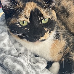 Photo of Goldie