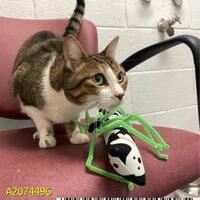adopt a pet