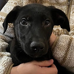 Thumbnail photo of Samosa - Box Pup Survivor #2
