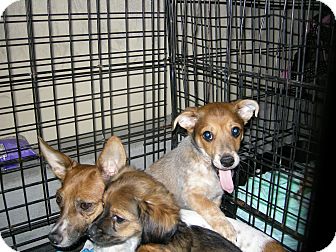 Las Vegas Nv Australian Cattle Dog Meet Dingo A Pet For Adoption