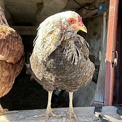 Thumbnail photo of Roosters #3