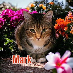 Thumbnail photo of Mark #1