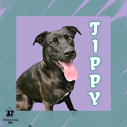 Thumbnail photo of Tippy #1