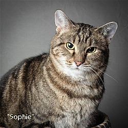 Thumbnail photo of Sophie - CUDDLE BUG and FREE Gift Bag #2