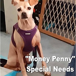 Thumbnail photo of Money Penny #1