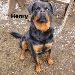 Thumbnail photo of Henry 240171 #3