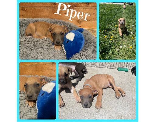 Idaho Falls, ID - Great Dane/Mixed Breed (Medium). Meet Piper a Pet for ...