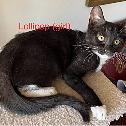 Thumbnail photo of Lollipop #2