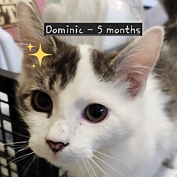 Thumbnail photo of Dominic #1