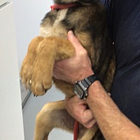 adopt a pet