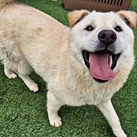 adopt-pet