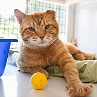 adopt a pet