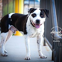 adopt a pet