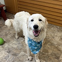 adopt a pet