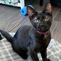 adopt a pet