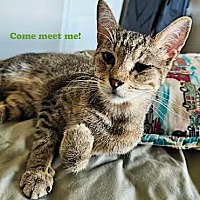 adopt-pet