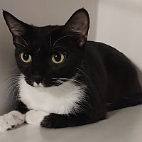 adopt-pet