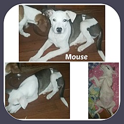 Photo of MOUSE