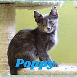 Thumbnail photo of Poppy #3