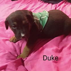 Thumbnail photo of Duke #1