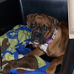 Photo of Clyde *Adoption Pending*