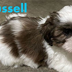 Thumbnail photo of Russell #3