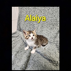 Photo of Alaiya