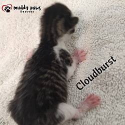 Thumbnail photo of Twister Tails Litter: Cloudburst #2