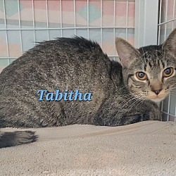 Thumbnail photo of Tabitha #3