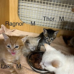 Thumbnail photo of Loki    (th) #2