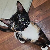 adopt a pet