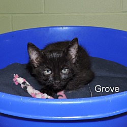 Thumbnail photo of Grove #4