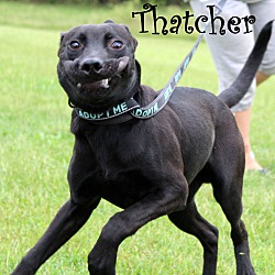 Thumbnail photo of Thatcher ~ meet me! #2