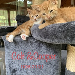 Photo of Colt & Cooper-Inseparable Pair
