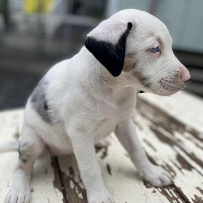 Keaau, HI - Catahoula Leopard Dog. Meet Pocket a Pet for Adoption ...