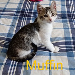 Thumbnail photo of Muffin #2