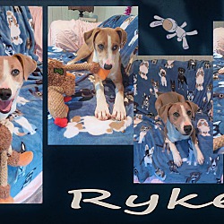 Thumbnail photo of Ryker #4