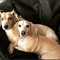 Photo of Murphy and Milo