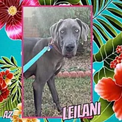 Photo of Leilani