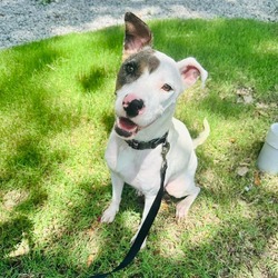 Photo of Koda