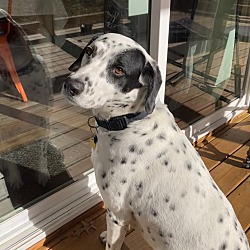 Dalmatian for best sale sale michigan