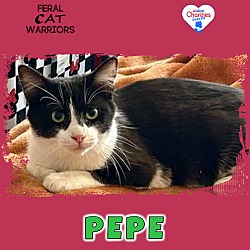 Photo of Pepe