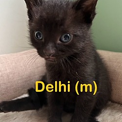 Photo of DELHI (m) Kitten