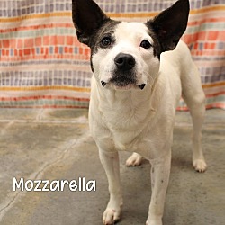 Photo of Mozzarella