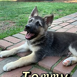 Thumbnail photo of TOMMY #1