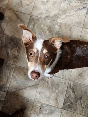 Alexandria, VA - Jack Russell Terrier/Mixed Breed (Small). Meet Flo ...