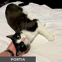 Thumbnail photo of Portia #2